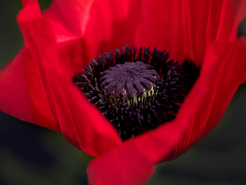 Remembrance Day: The Symbol of the Poppy