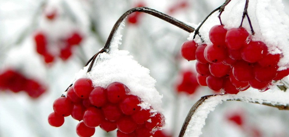 Stay safe and healthy this winter