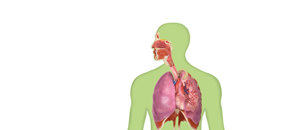 A Guide to the Different Types of Lung Disease