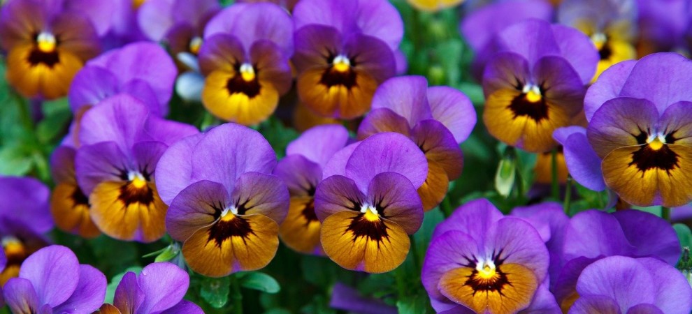 5 Flowers to Plant this Spring