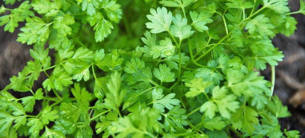 5 Benefits of Gardening for Older People