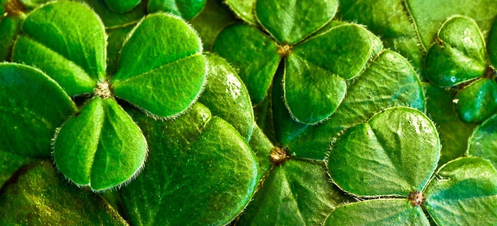 A Guide to St Patrick's Day